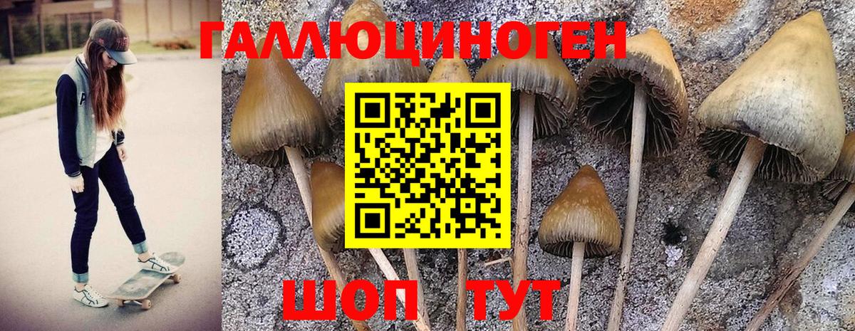 Псилоцибиновые грибы Psilocybe Долгопрудный